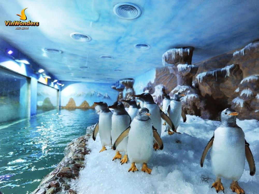 Gặp gỡ và giao lưu với những chú chim cánh cụt đáng yêu từ khắp nơi trên thế giới