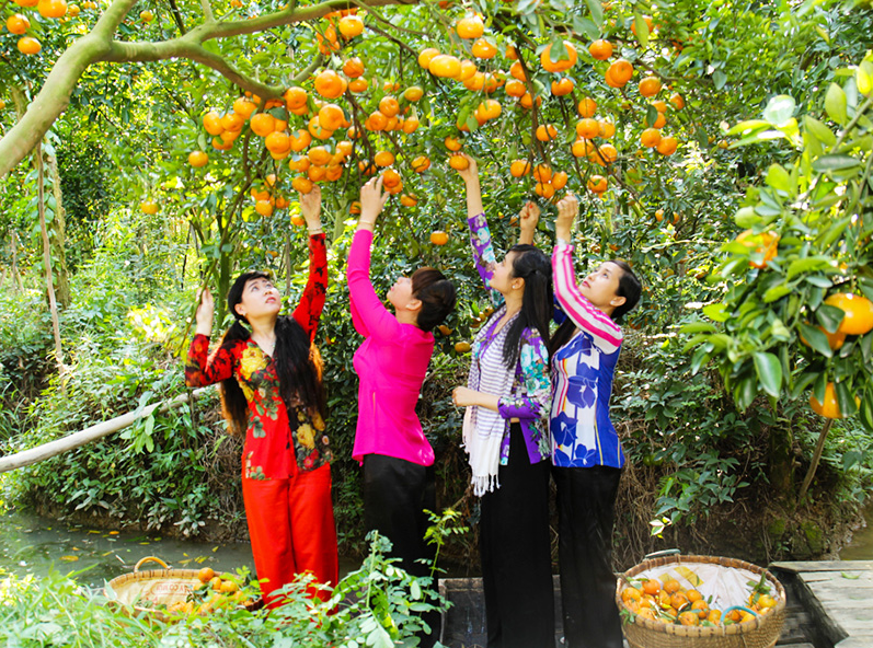 Vườn trái cây Cái Mơn - địa điểm tham quan sống ảo cho khách du lịch