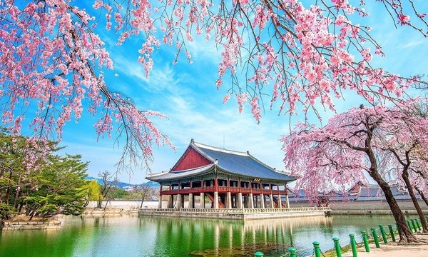 M&ugrave;a xu&acirc;n Trung Quốc - m&ugrave;a hoa anh đ&agrave;o nở rộ